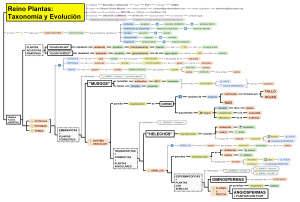 El Reino Plantas: Taxonomía y Evolución